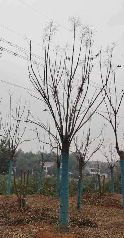 栾树移栽怎么修剪