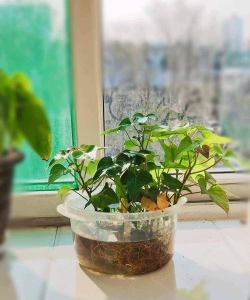 家庭养花用生根粉