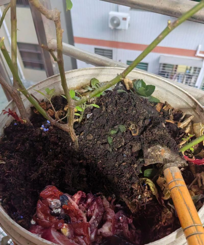 家庭养花用生根粉