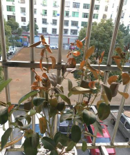 家庭养花用生根粉