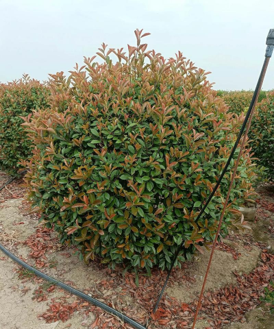 石楠球冬天怎么包