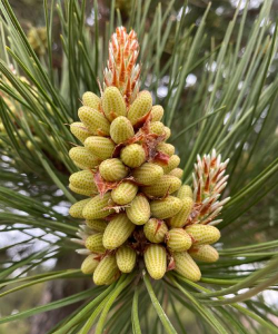 油松花是什么样子