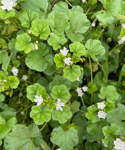 圆叶的花有什么