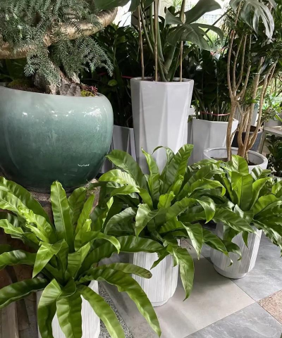 鸟巢花施什么肥好