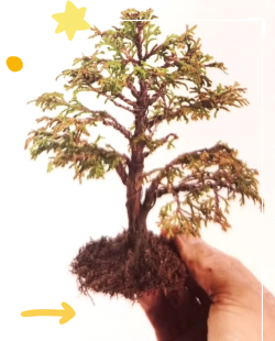 云片柏怎么养护