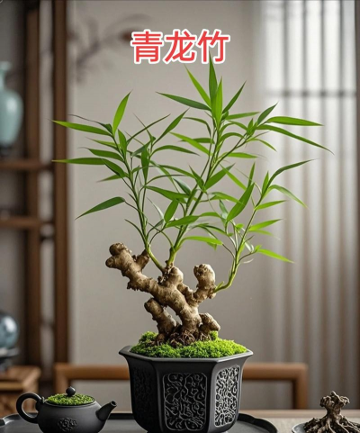 花卉竹子创意是什么竹子