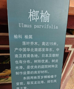 榔榆的别名叫什么