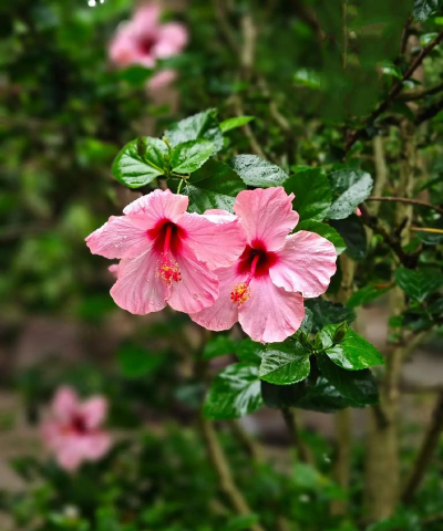 南宁市市花是什么