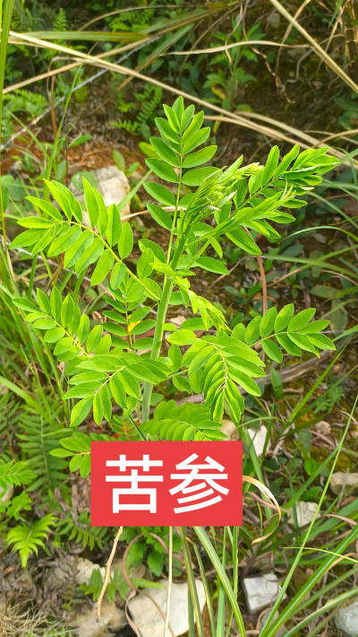 苦参片养花