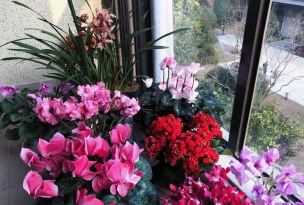 家庭养花用生根粉