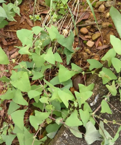 什么草药叫爬竹龙