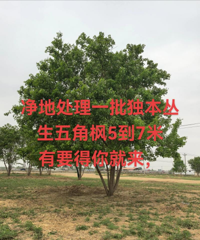 怎么培育丛生苗木