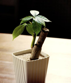 在家瓜栗怎么养