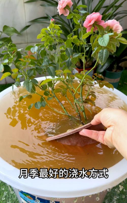 家庭养花用生根粉