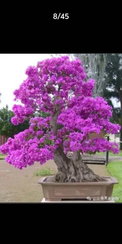 紫色花盆搭配什么花