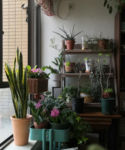 家庭养花用生根粉