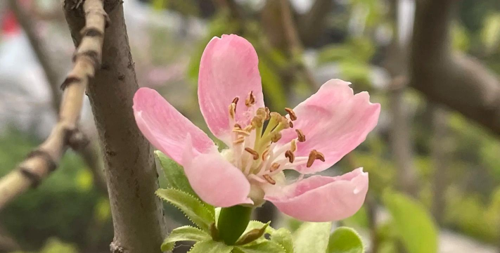川木瓜花什么样子