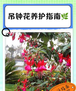 吊钟花夏季怎么养殖