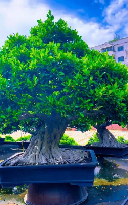 像榕树的盆景叫什么