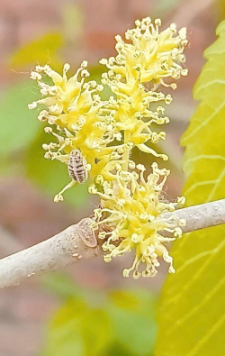 桑树花长什么样子