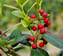 枸骨的种子怎么种