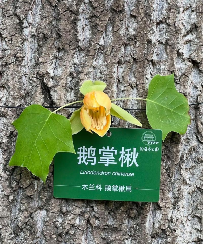 鹅掌楸木怎么鉴别