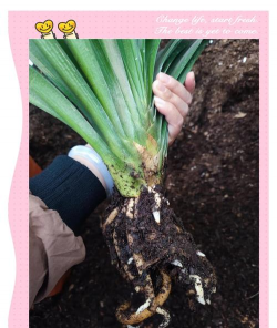 兰花的根用什么愈合