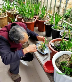 家庭养花用生根粉