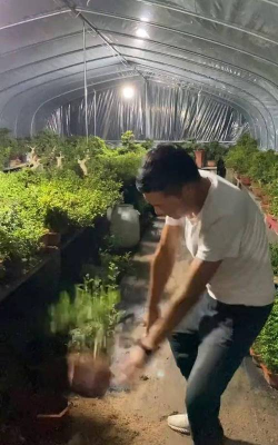 家庭养花用生根粉