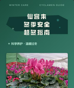 仙客来冬季如何管理