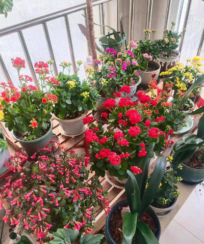 家庭养花用生根粉