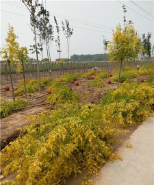 金叶榆的嫁接技术