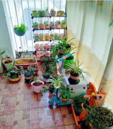 家庭养花用生根粉