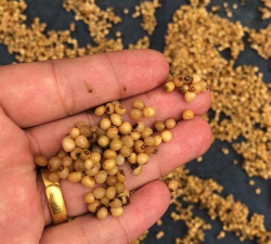 黄精种子胚什么样