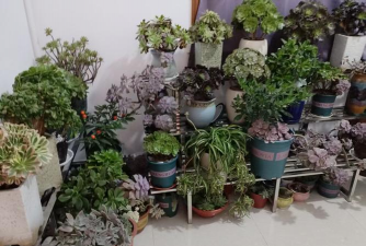 家庭养花用生根粉