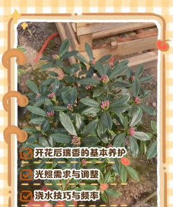 瑞香怎么就开花了