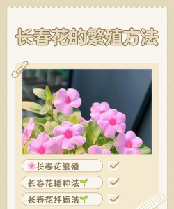 长春花用什么繁殖