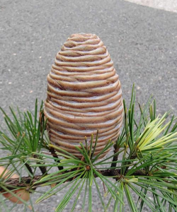 雪松什么时候长果实