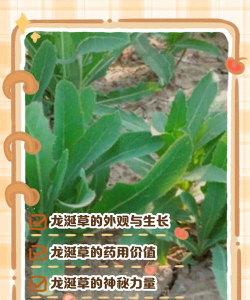 龙诞草可代表什么