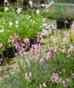 山桃草如何播种