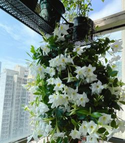 夏天双喜藤怎么养