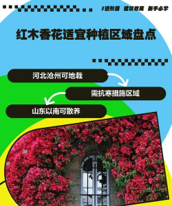 红木香适合什么地方