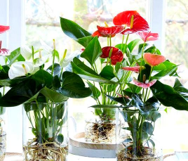 家庭养花用生根粉