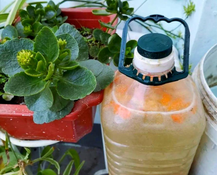 家庭养花用生根粉