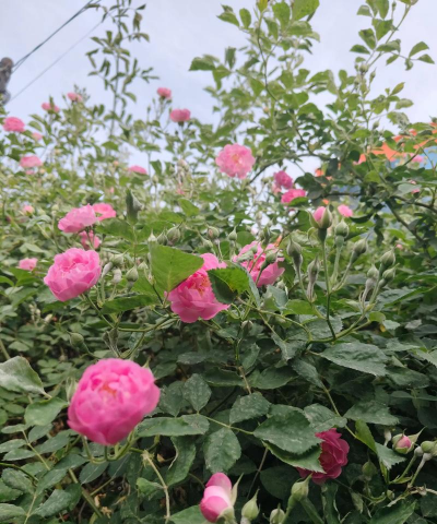 家庭养花用生根粉