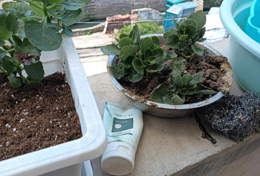 家庭养花用生根粉