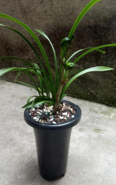 广东如何养殖春兰