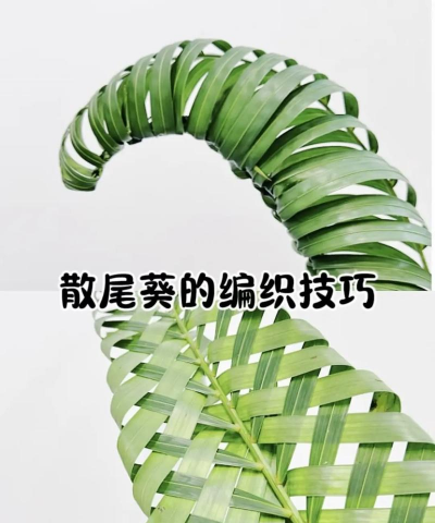 怎么编织散尾叶