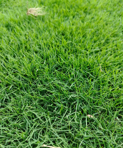 剪股颖草是什么