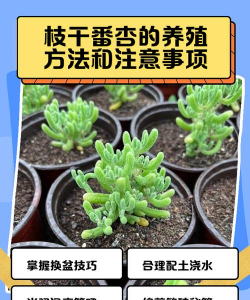 枝干番杏如何养殖